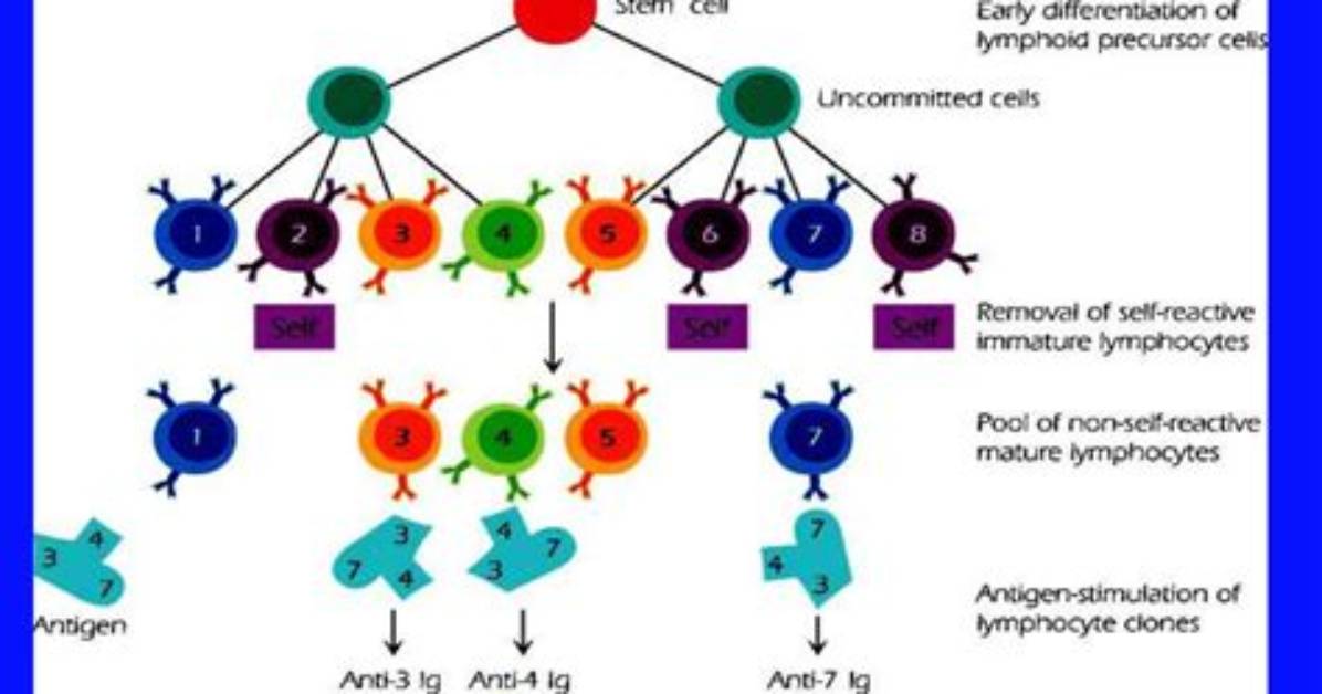 What Is the Clonal Selection Hypothesis