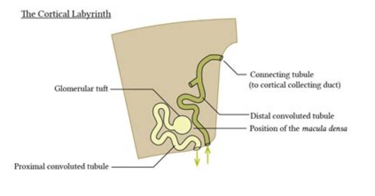 What Is the Cortical Labyrinth