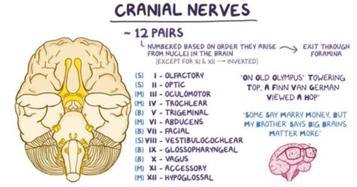 What Is the Cranial?
