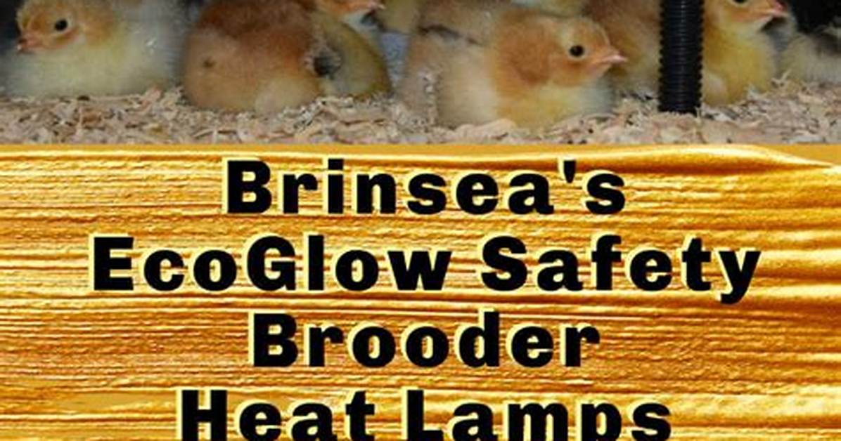 What Is the Difference Between a Brooder and an Incubator?