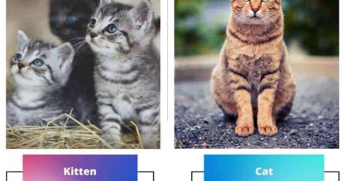 What Is the Difference Between a Cat Scan and an Mri?