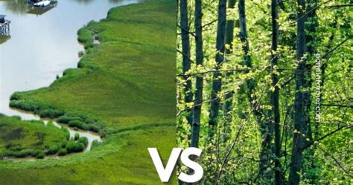 What Is the Difference Between a Marsh and a Swamp