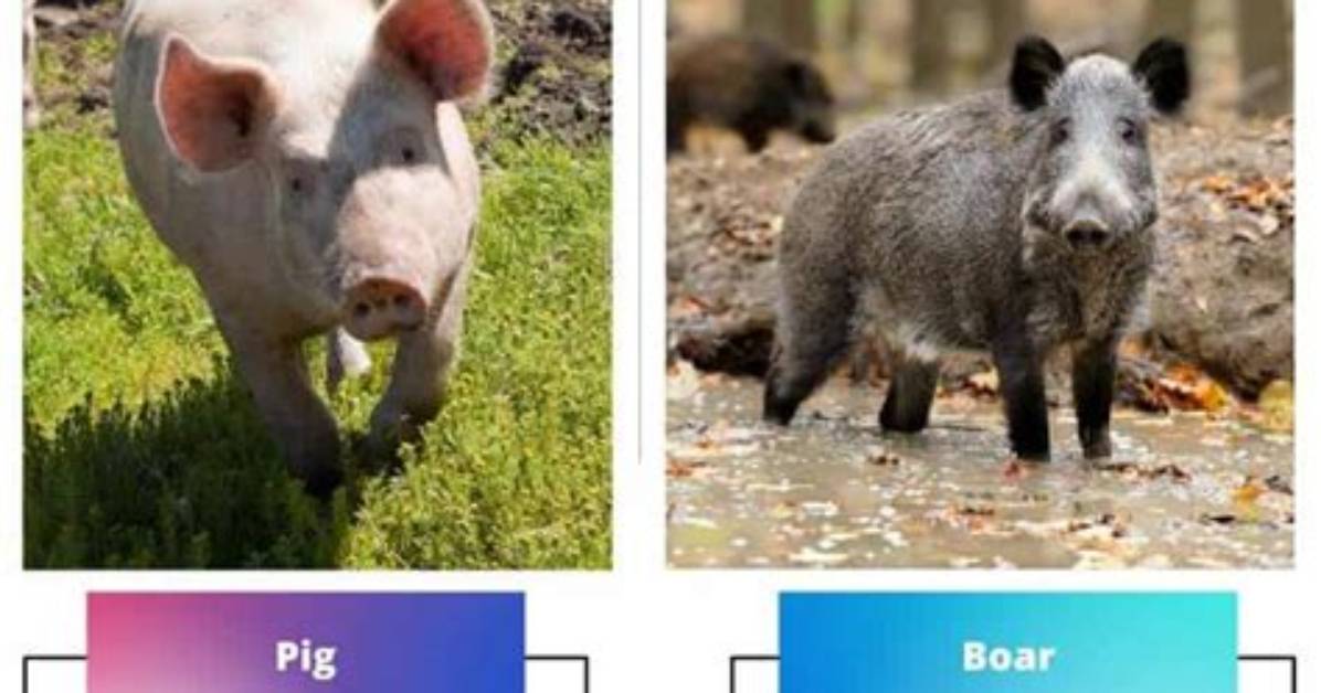 What Is the Difference Between a Pig and Human Digestive System