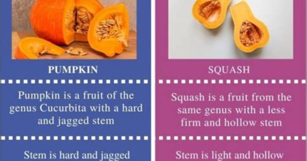 What Is the Difference Between a Pumpkin and a Squash