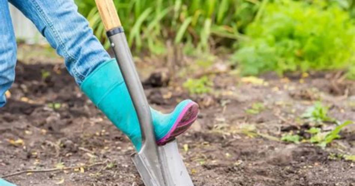 What Is the Difference Between a Spade and a Shovel?