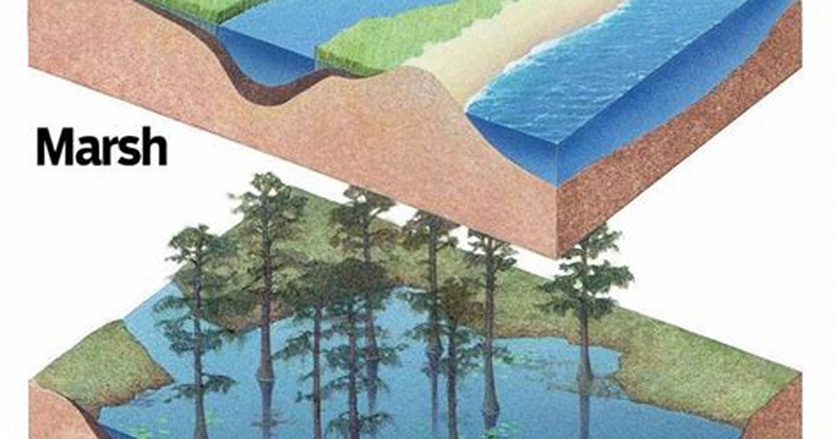 What Is the Difference Between a Swamp and a Bayou