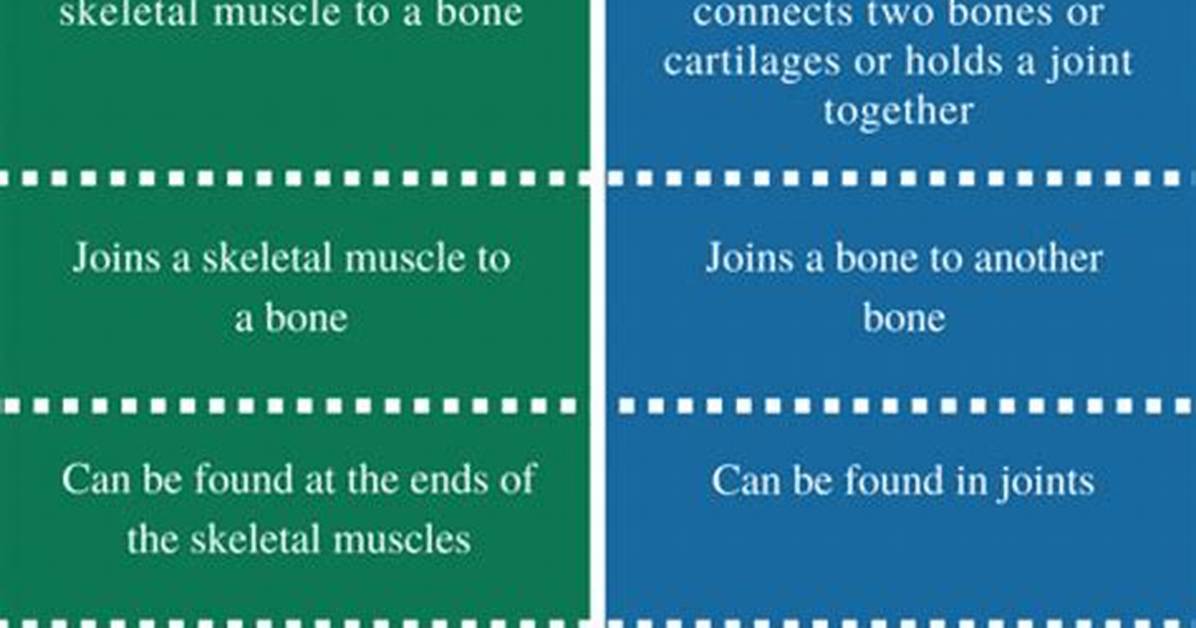 What Is the Difference Between a Tendon and Ligament