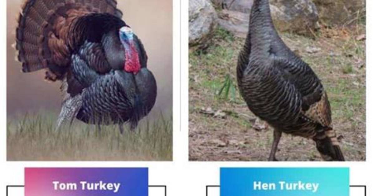 What Is the Difference Between a Tom and a Hen Turkey