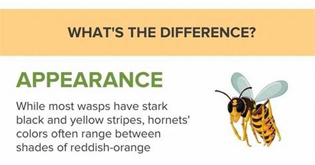 What Is the Difference Between a Wasp and a Hornet and a Yellow Jacket
