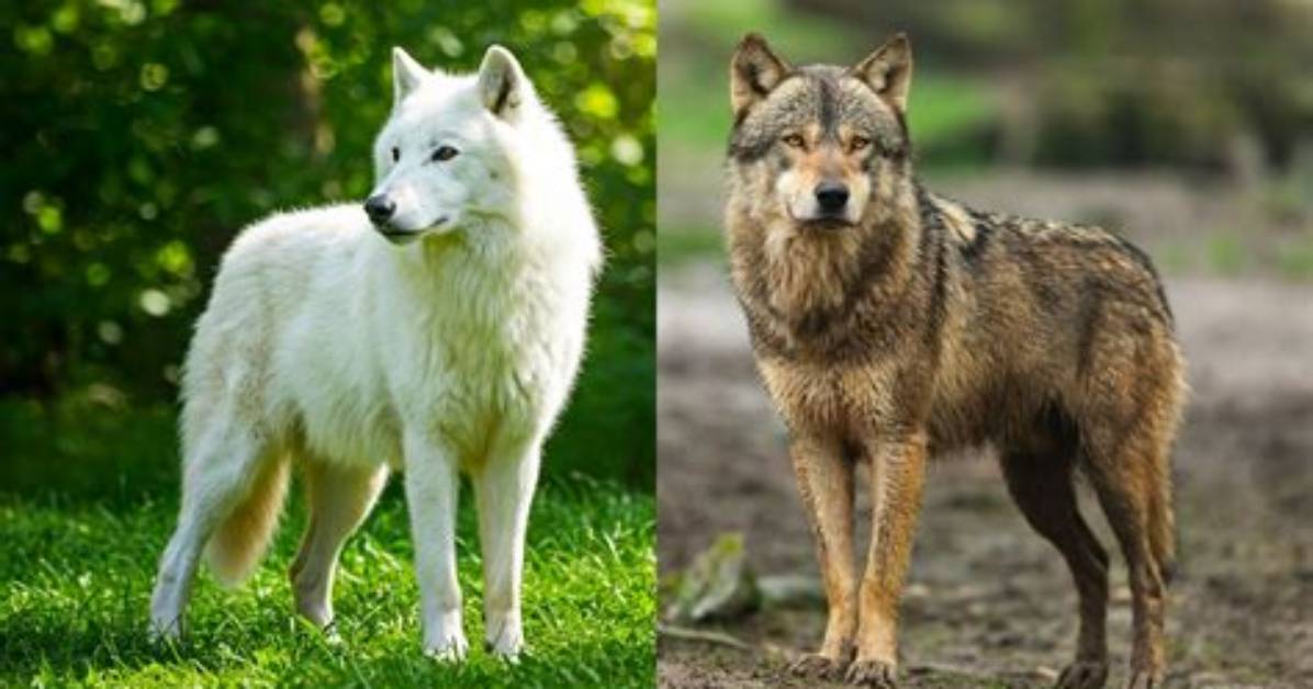 What Is the Difference Between a Wolf and a Dog