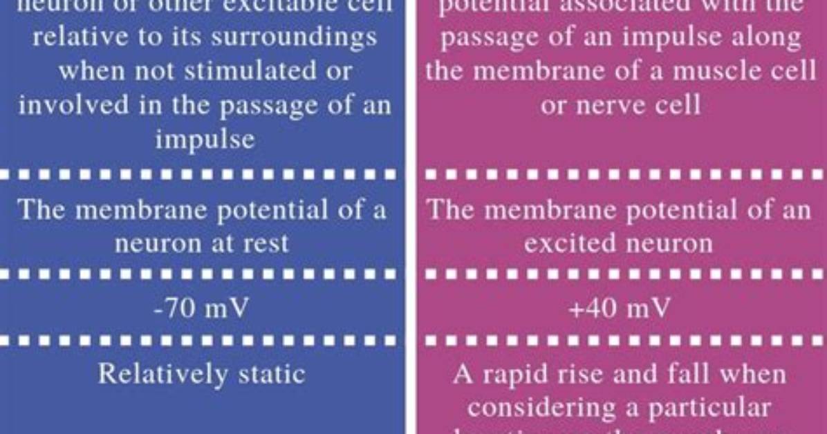 What Is the Difference Between Action Potential and Membrane Potential