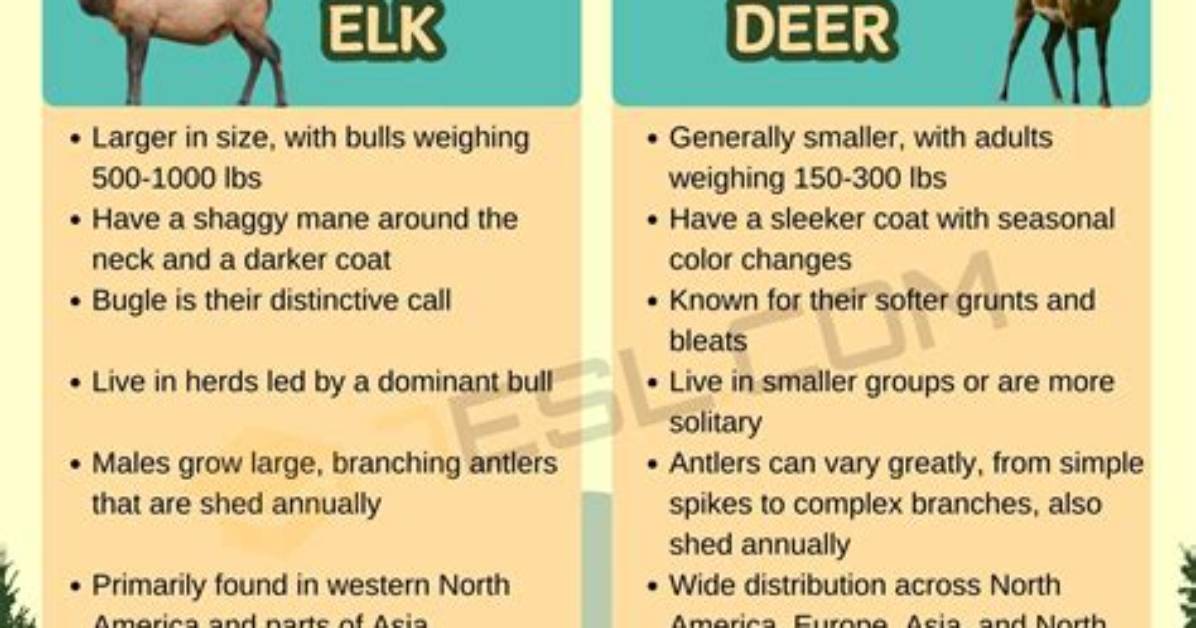 What Is the Difference Between an Elk and a Caribou?