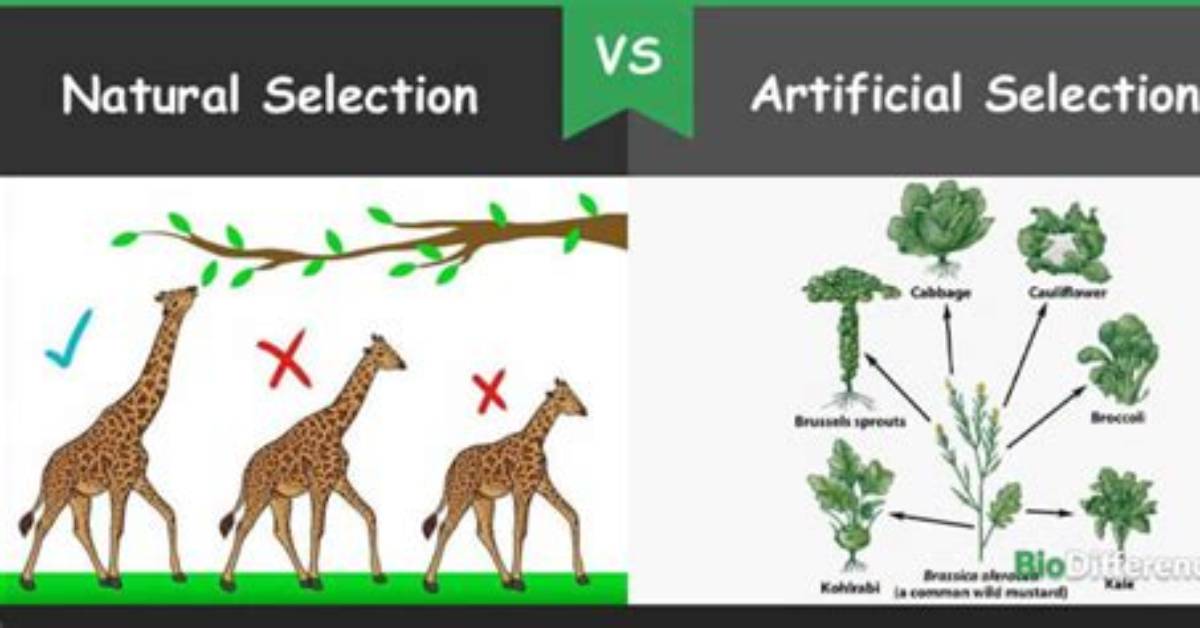 What Is the Difference Between Artificial Selection and Natural Selection?