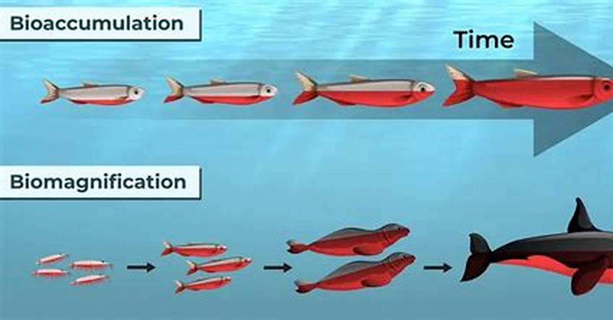 What Is the Difference Between Bioaccumulation and Biomagnification? ?