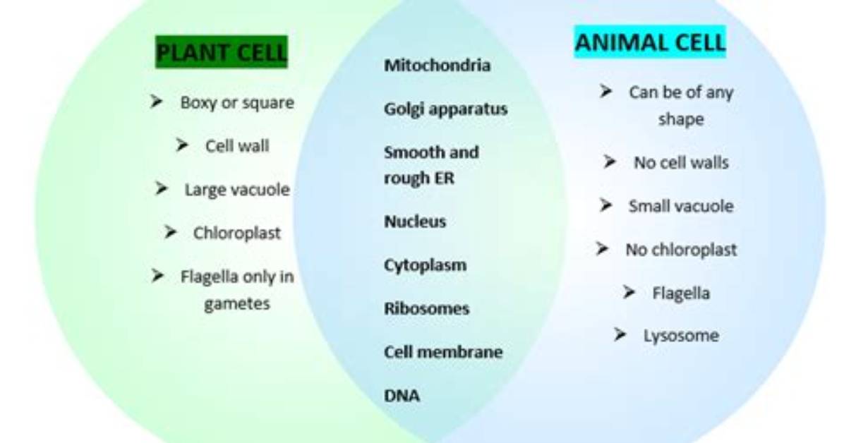 What Is the Difference Between Cells and Genes