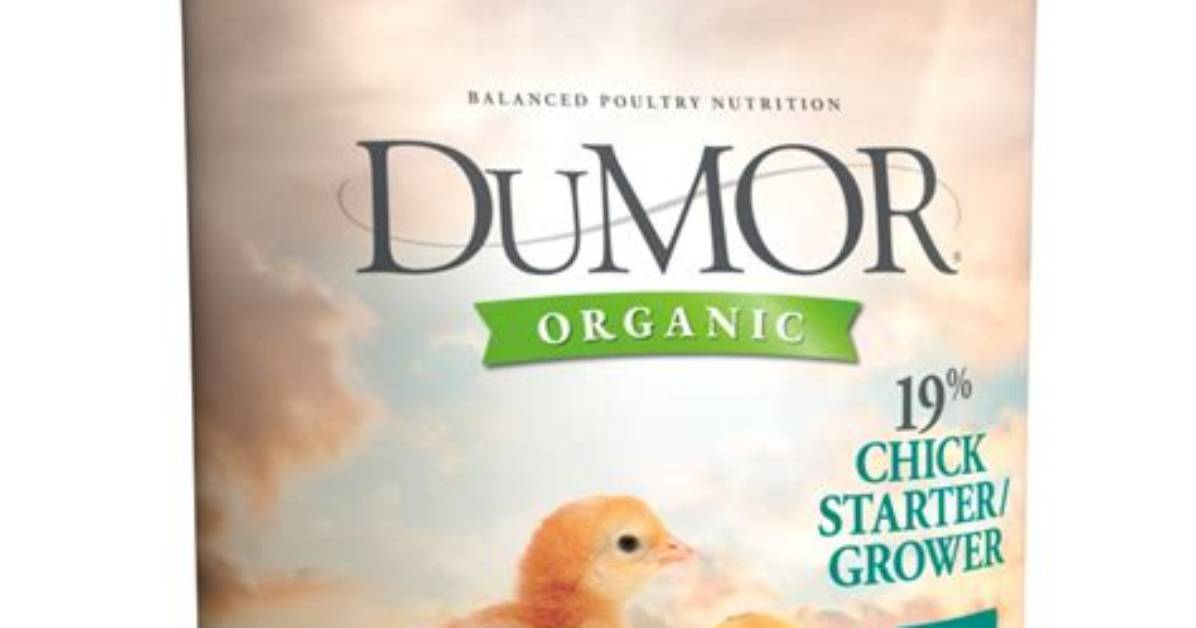 What Is the Difference Between Chick Starter and Layer Feed?