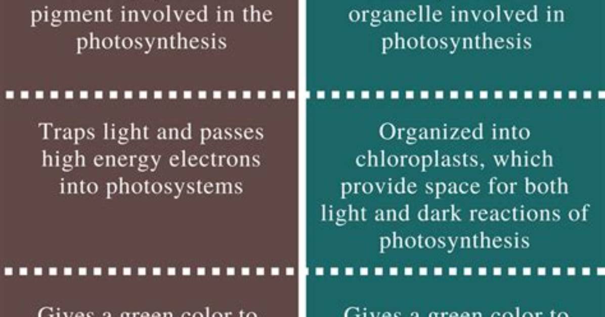 What Is the Difference Between Chloroplast and Chlorophyll