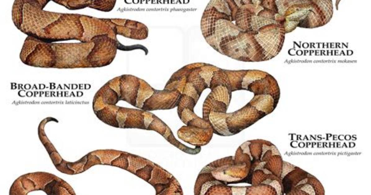 What Is the Difference Between Copperheads and Cottonmouths?