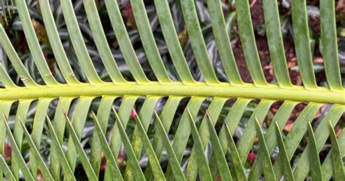 What Is the Difference Between Cycads and Conifers