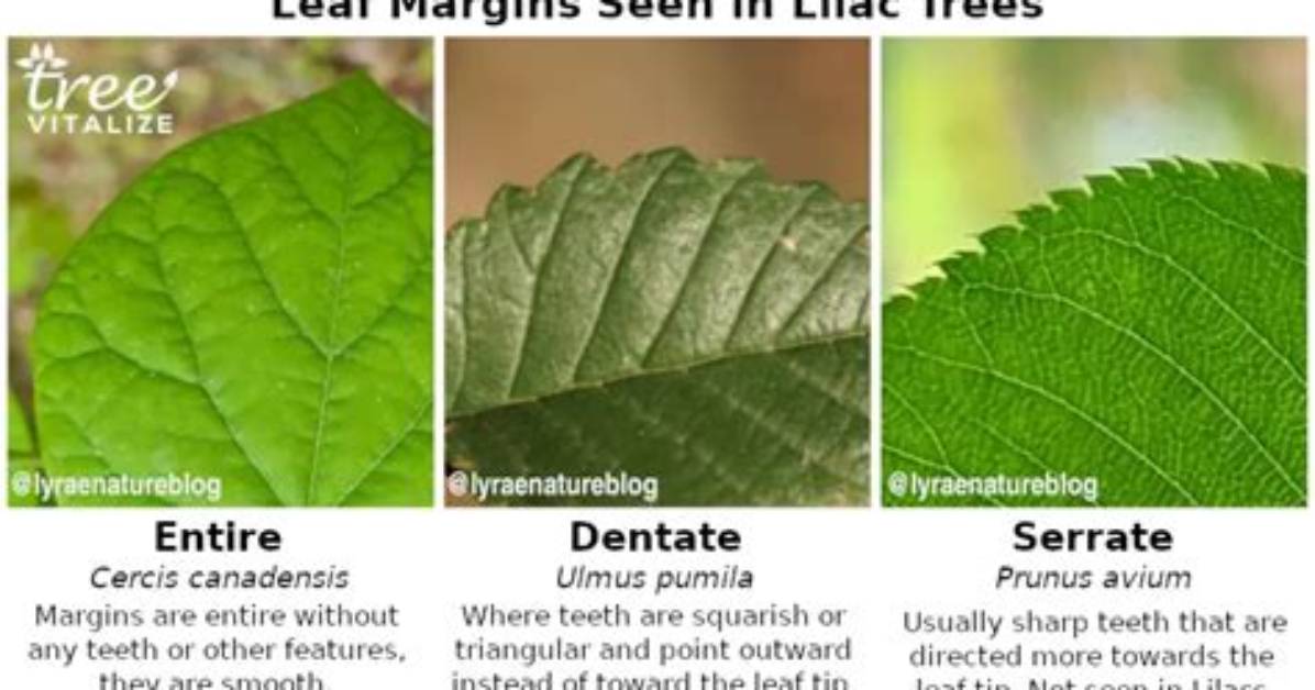 What Is the Difference Between Dentate and Serrated?