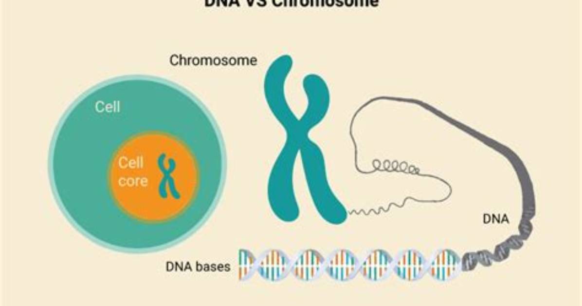 What Is the Difference Between Dna Chromosomes Genes and Alleles?
