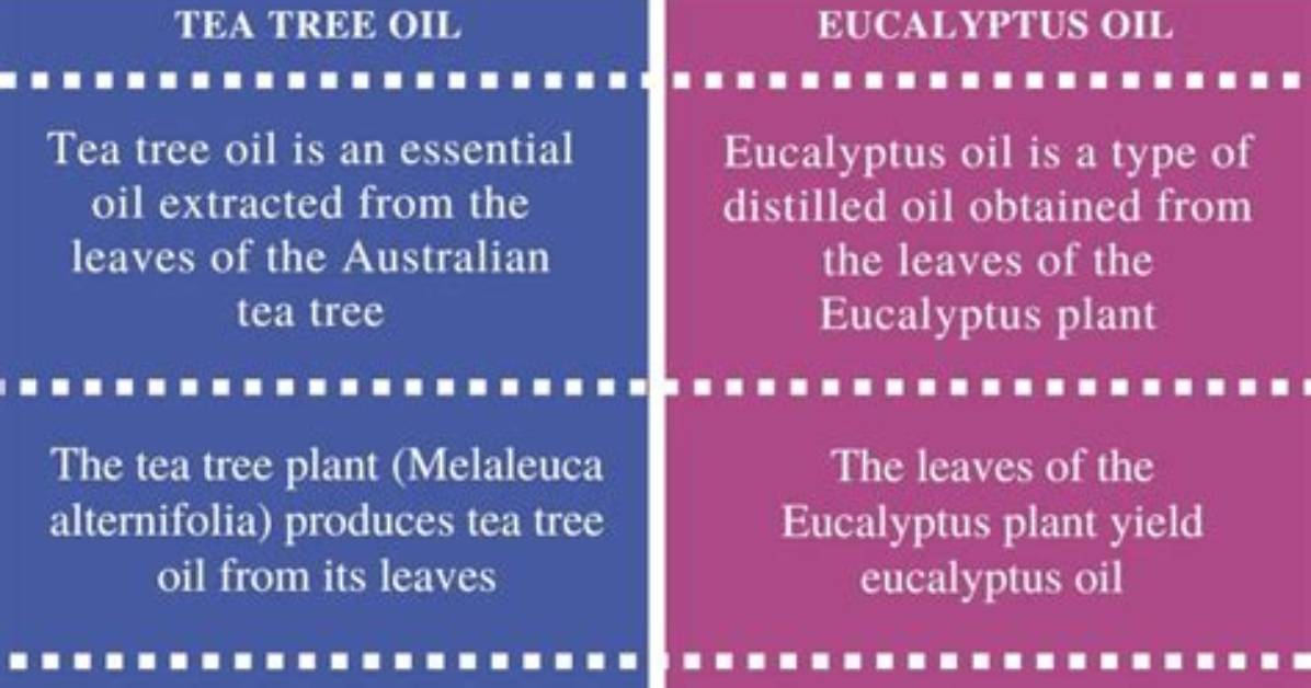 What Is the Difference Between Eucalyptus Oil and Eucalyptus Essential Oil