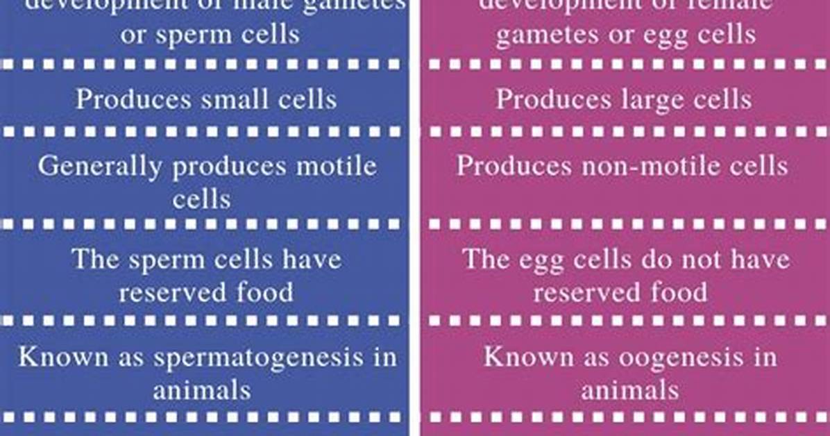 What Is the Difference Between Gametogenesis and Embryogenesis?