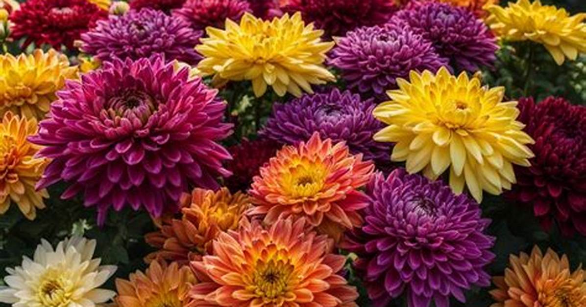 What Is the Difference Between Garden Mums and Hardy Mums?