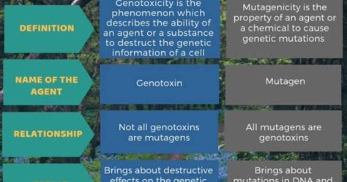 What Is the Difference Between Genotoxic and Mutagenic