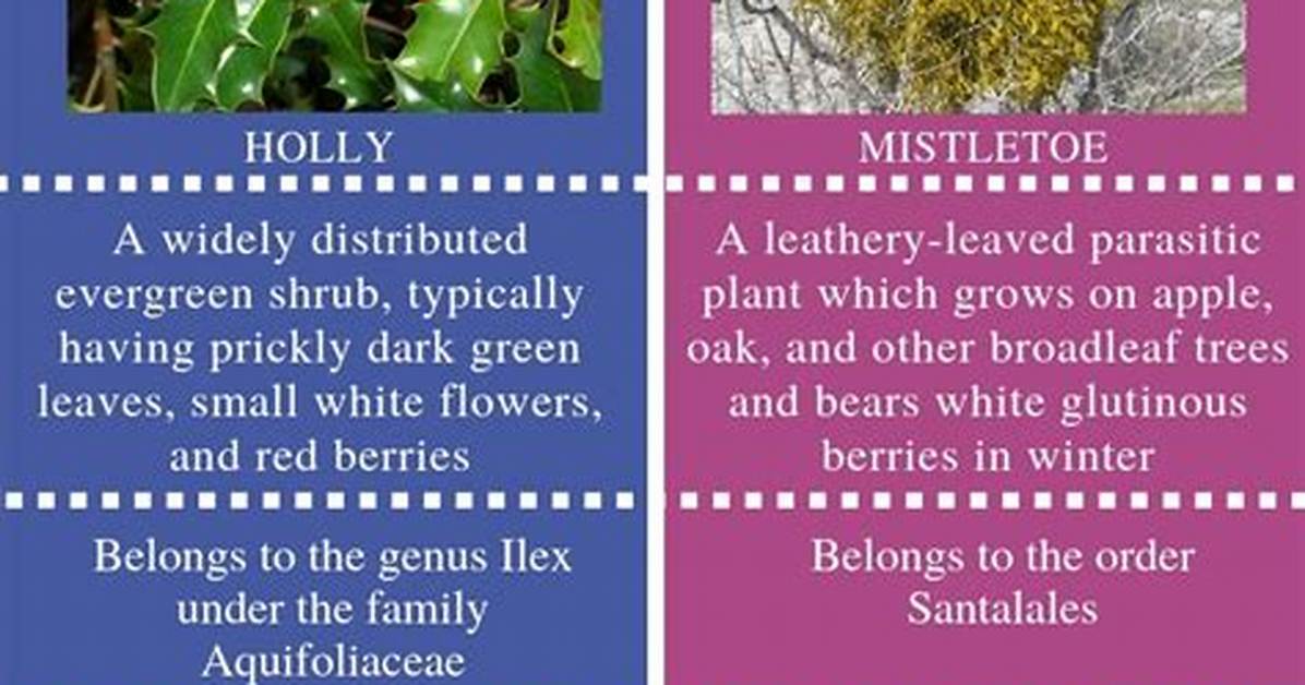 What Is the Difference Between Holly and Mistletoe?