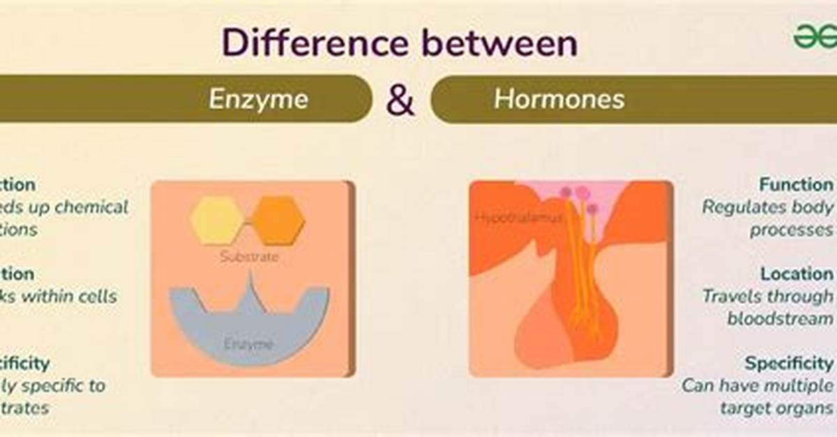 What Is the Difference Between Hormone and Paracrine