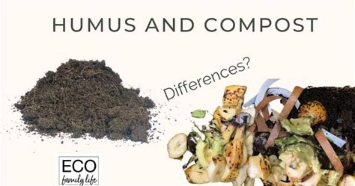 What Is the Difference Between Humus and Hummus