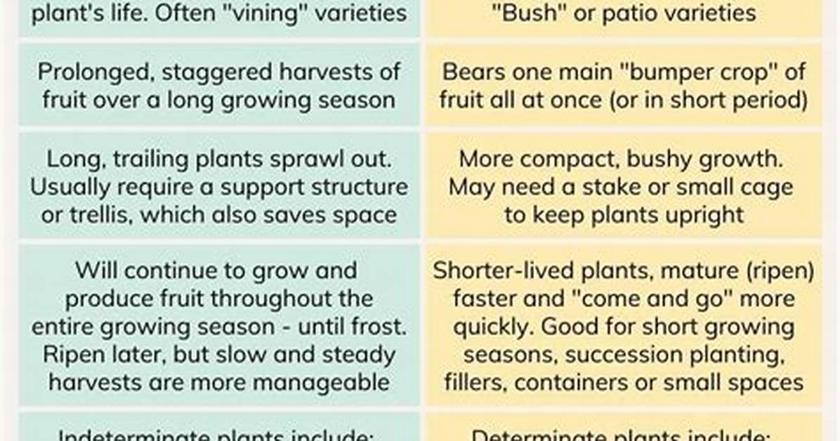 What Is the Difference Between Indeterminate and Determinate Tomato Plants?