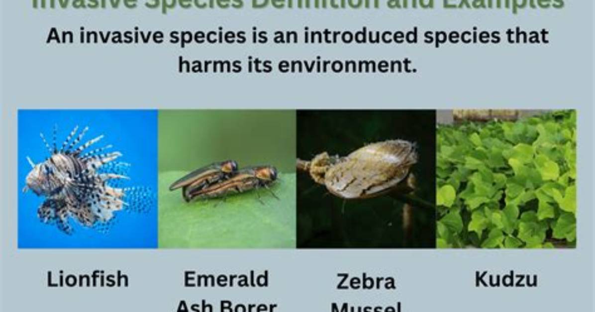 What Is the Difference Between Invasive and Alien Species
