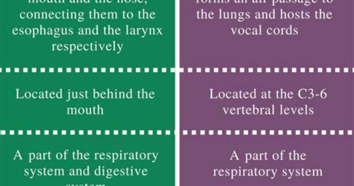 What Is the Difference Between Larynx and Pharynx