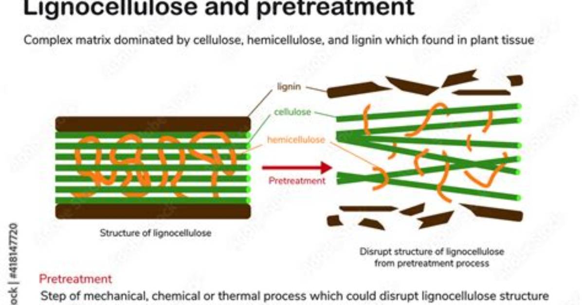 What Is the Difference Between Lignocellulose and Cellulose?