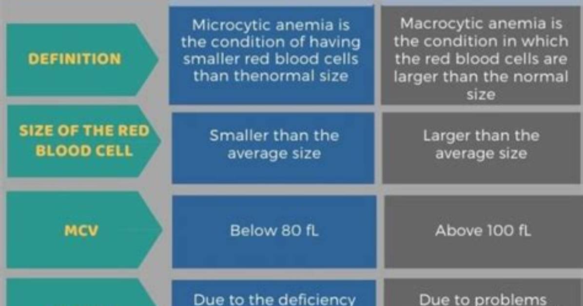 What Is the Difference Between Macrocytic and Megaloblastic Anemia?