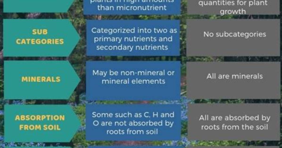 What Is the Difference Between Macronutrient and Micronutrient
