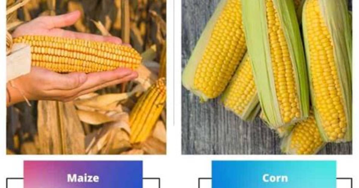 What Is the Difference Between Maize and Corn