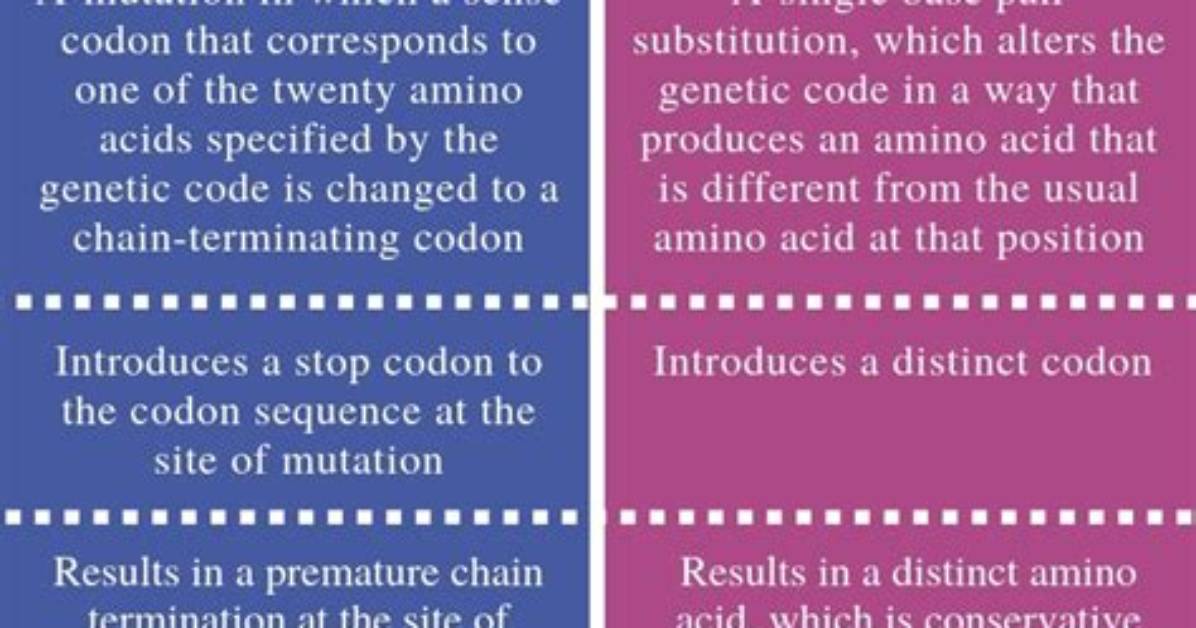 What Is the Difference Between Missense and Nonsense Mutation?