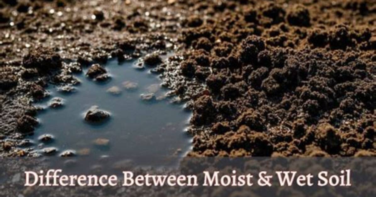 What Is the Difference Between Moist and Dry Heat Sterilization