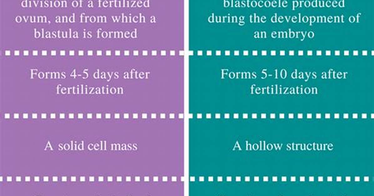 What Is the Difference Between Morula and Blastocyst?