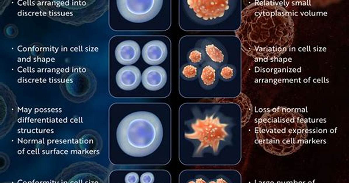 What Is the Difference Between Normal and Cancer Cells