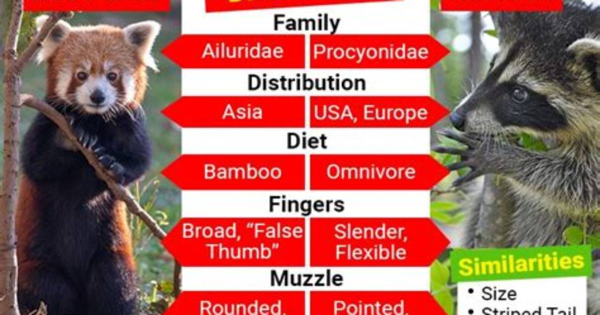 What Is the Difference Between Panda and Bear?