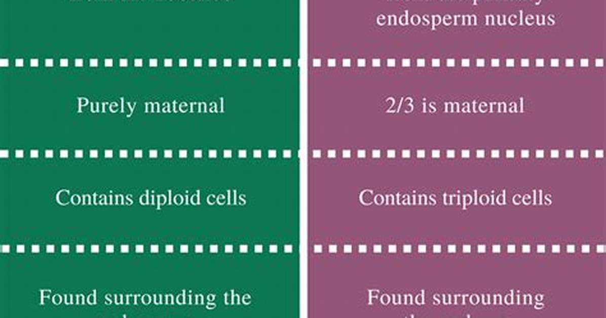 What Is the Difference Between Perisperm and Pericarp?