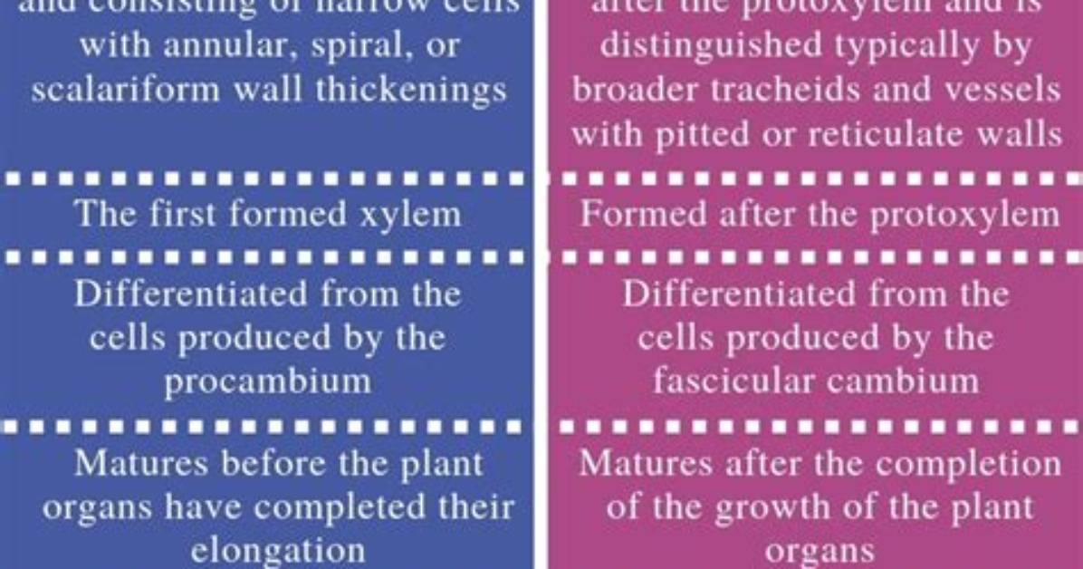 What Is the Difference Between Protoxylem and Metaxylem?
