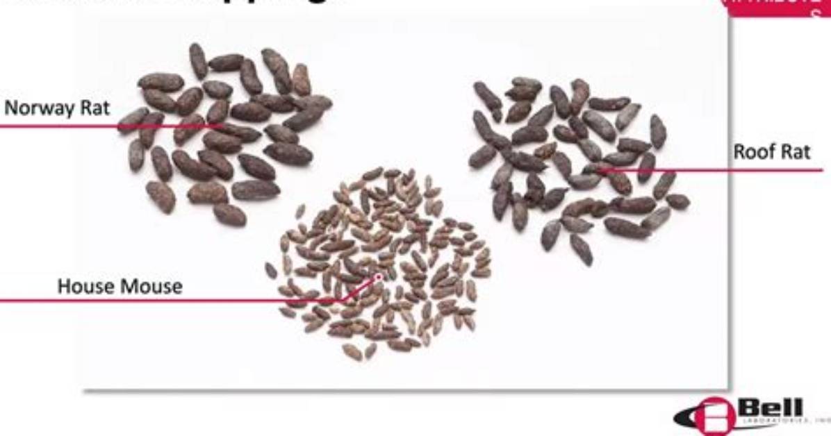 What Is the Difference Between Rat Droppings and Squirrel Droppings