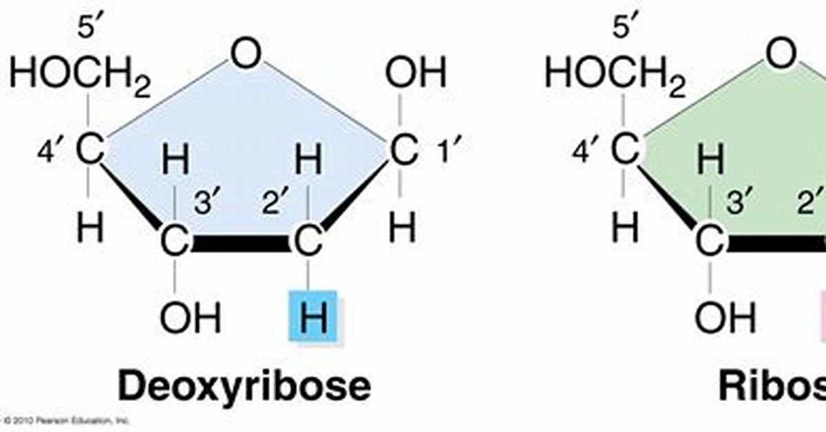 What Is the Difference Between Ribose and Deoxyribose Sugar?
