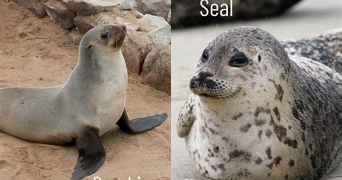 What Is the Difference Between Seals and Sea Lions