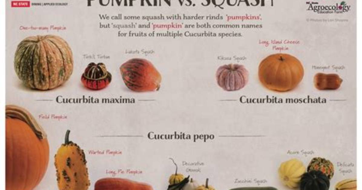 What Is the Difference Between Sugar Pumpkins and Regular Pumpkins?